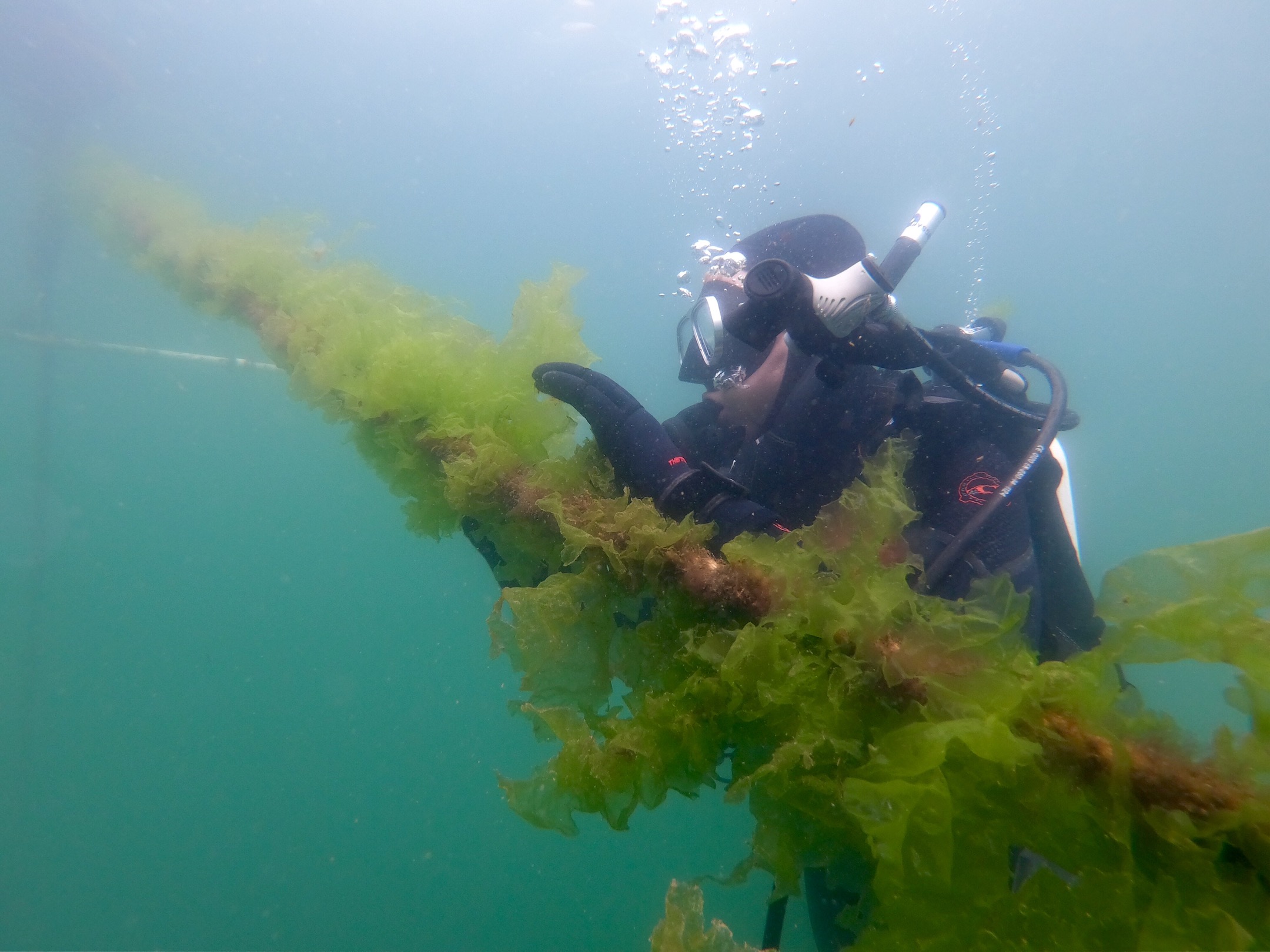 A Sunken Seaweed diver harvests seaweed for commercial use.